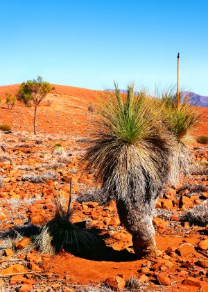 Grass Tree in the Outback
