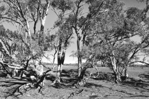 Gum Trees in the Flinders BW 
