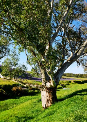 Gum Tree in the Barossa Valley