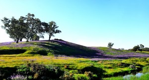 Spring in the Barossa Valley