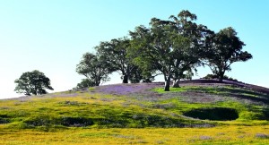 Barossa Valley in Spring
