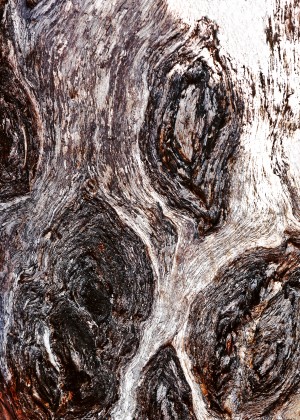 Gum Tree Bark - Mt Remarkable 3