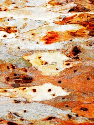 Gum Tree Bark - Mt Remarkable 7
