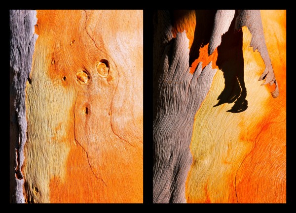 Salmon Gum Tree Duo by Lexa Harpell