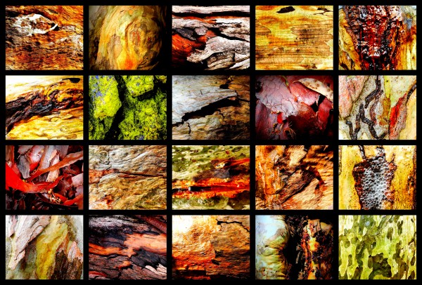 Wet Tree Bark Montage by Lexa Harpell
