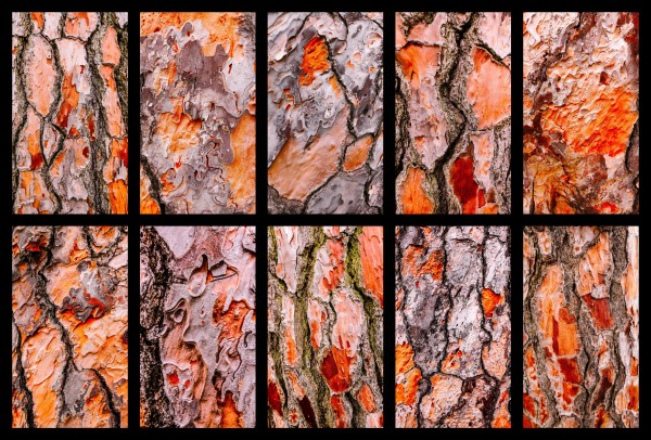 Pine Tree Bark Montage by Lexa Harpell