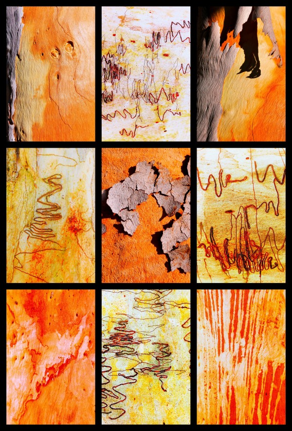 Salmon and Scribbly Gum Tree Bark by Lexa Harpell