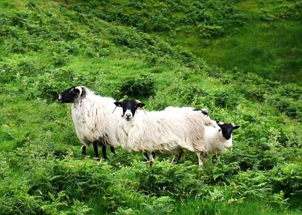 Sheep Of Malin Beg - County Donegal by Lexa Harpell