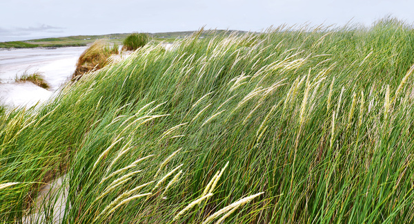 Maghera Sand Dunes - Ireland 2 by Lexa Harpell