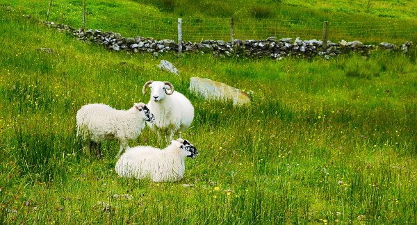 Chilling Out in the Grass by Lexa Harpell