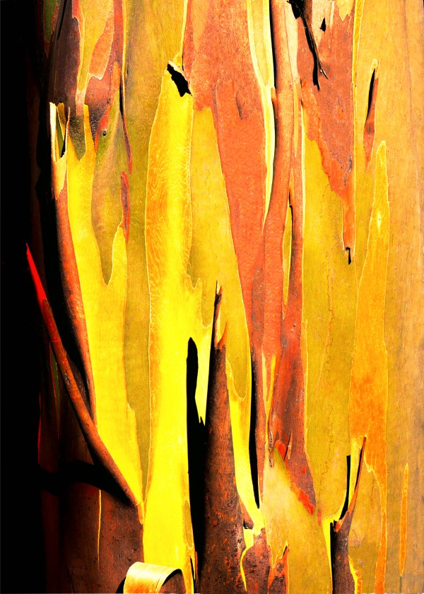 Snow Gum Tree Bark - Tasmania by Lexa Harpell