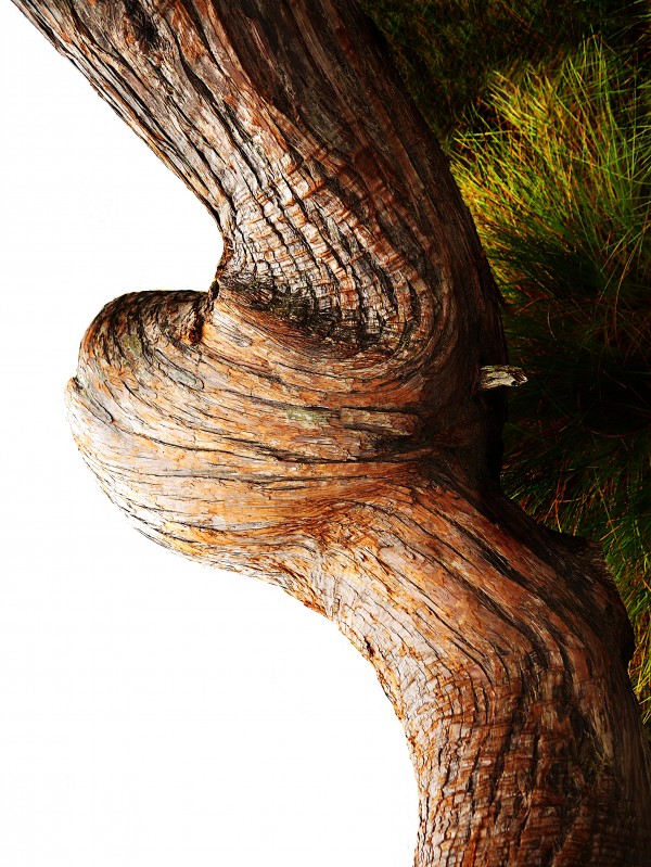 Aussie Alpine Tree Bark 3 Print