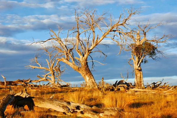Beautiful Bare Trees 1 by Lexa Harpell