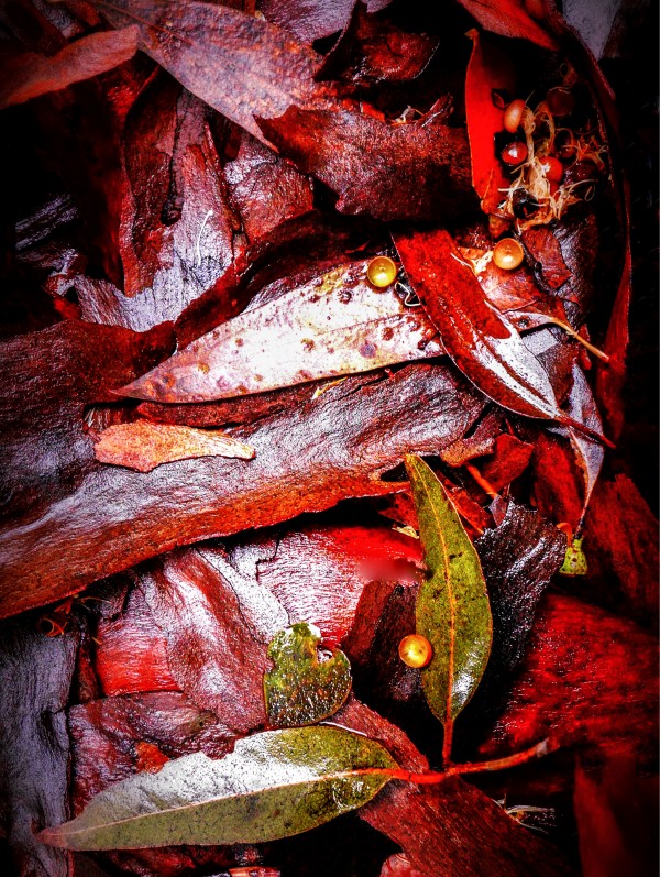Aussie Tree Bark in the Wet -1 by Lexa Harpell