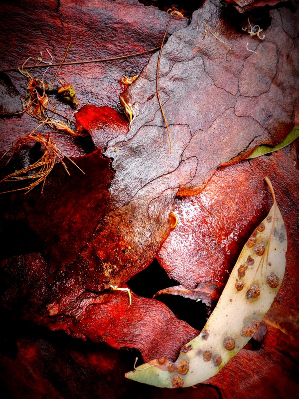 Aussie Tree Bark in the Wet -2 by Lexa Harpell
