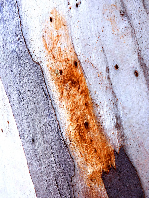 Aussie Gum Tree Bark - 20 by Lexa Harpell