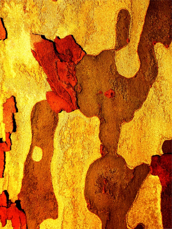 Aussie Gum Tree Bark - 21 Print