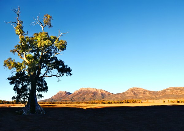 Morning Light on Cazneauxs Tree by Lexa Harpell