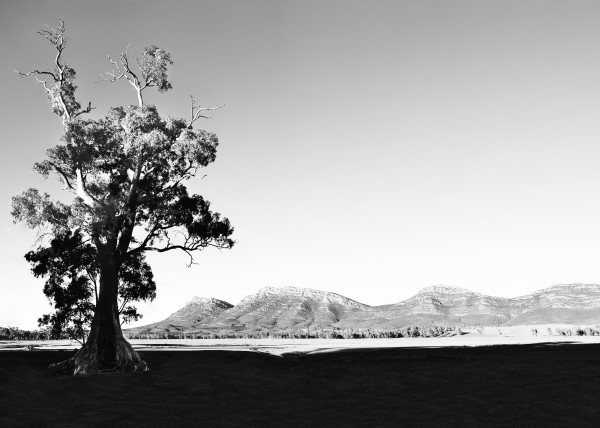 Morning Light on Cazneaux Tree by Lexa Harpell