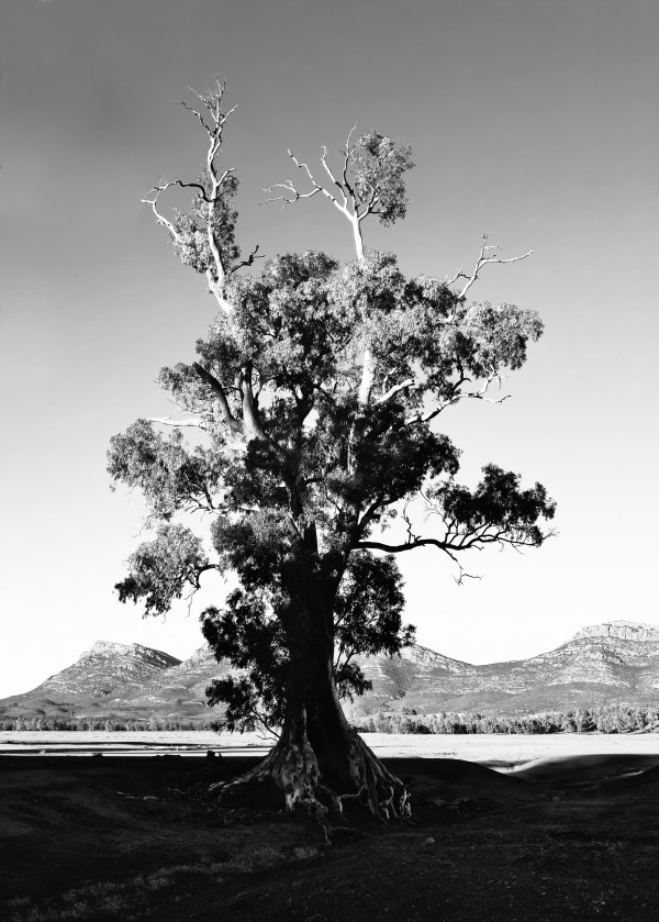 Cazneaux Tree BW 2 by Lexa Harpell