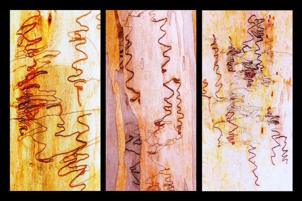 Scribbly Gum Tree Bark Triptych 2 by Lexa Harpell