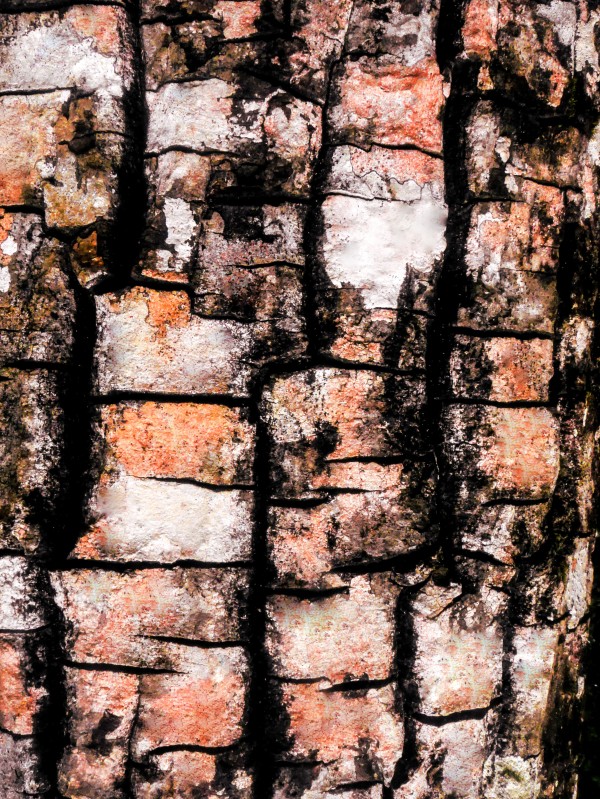 Aussie Gum Tree Bark - 5 Print