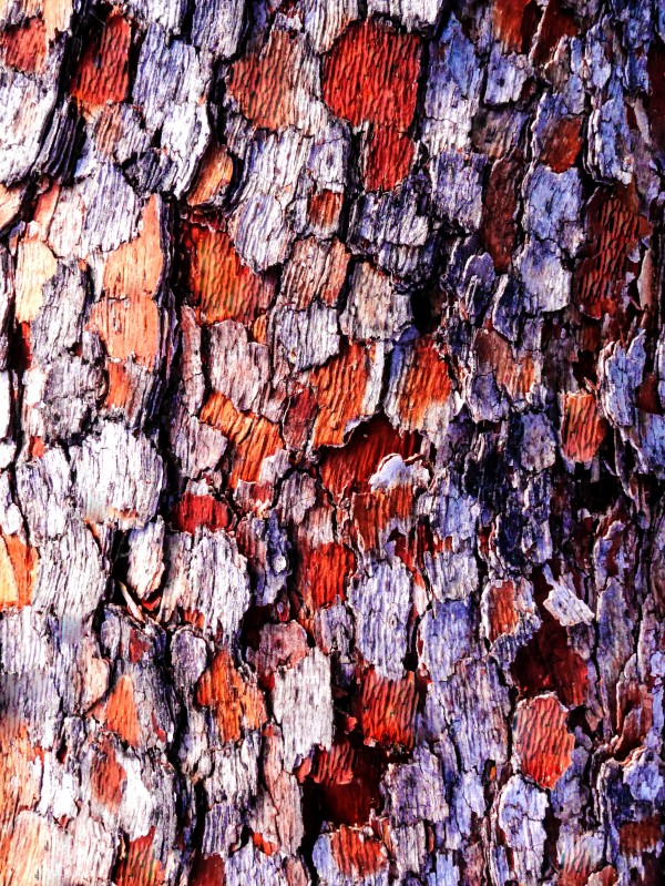 Aussie Gum Tree Bark - 4 Print