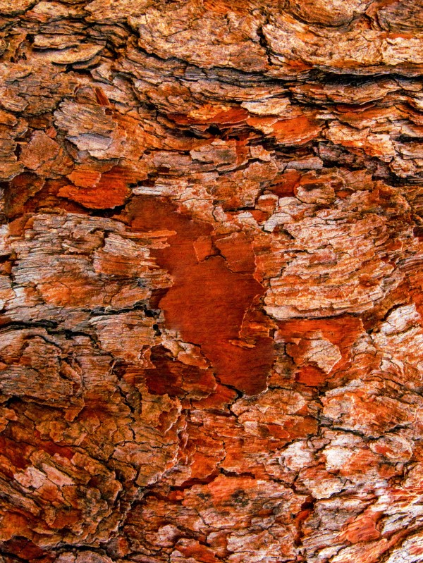 Aussie Gum Tree Bark - 6 by Lexa Harpell