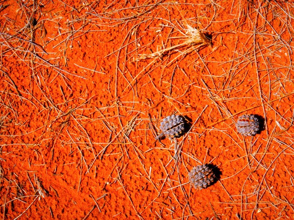 Seeds of the Desert by Lexa Harpell