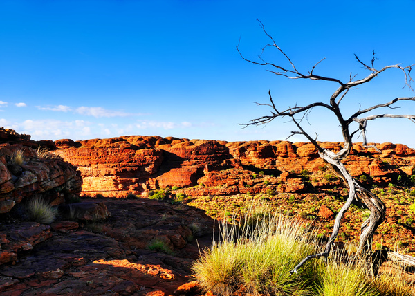Bare Tree - Kings Canyon  by Lexa Harpell