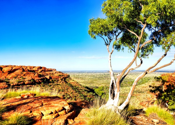 Ghost Gum  - Kings Canyon by Lexa Harpell