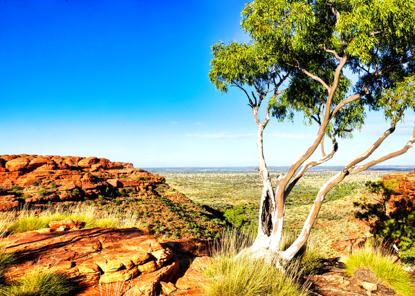 Ghost Gum on Kings Canyon  by Lexa Harpell