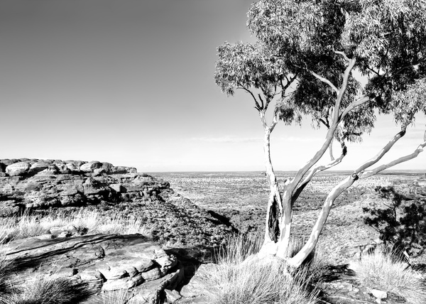 Ghost Gum on Kings Canyon - BW by Lexa Harpell