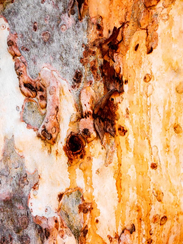 Ghost Gum Bark - 4 by Lexa Harpell