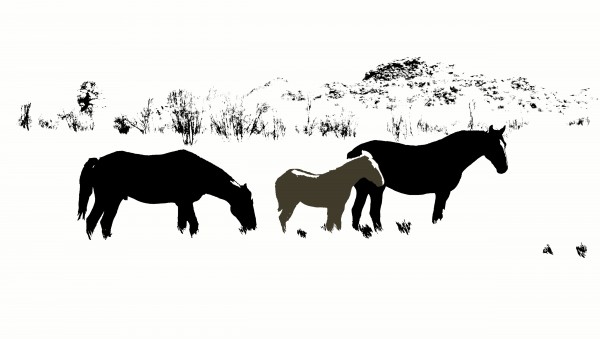 Grazing Brumbies - Australia by Lexa Harpell