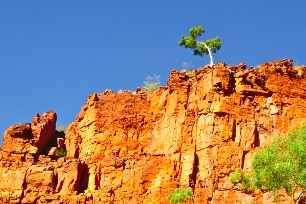 Lone Ghost Gum Tree Print
