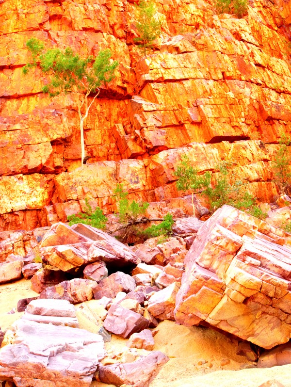 Surviving - Ormiston Gorge Print