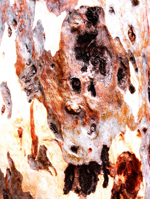 Aussie Gum Tree Bark - 17 by Lexa Harpell