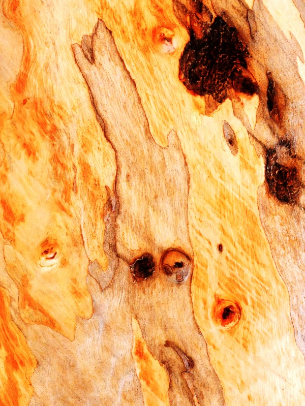 Aussie Gum Tree Bark - 16 by Lexa Harpell