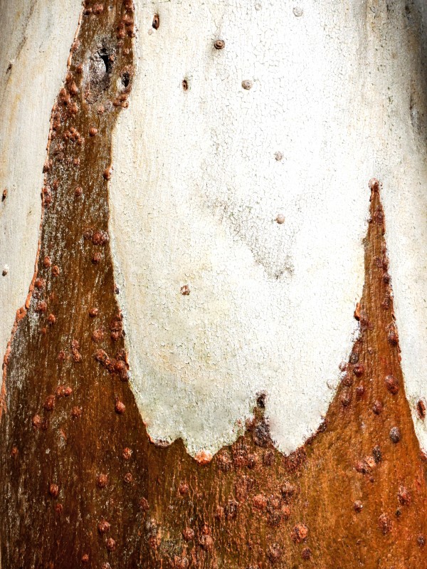 Ghost Gum Bark - 2 Print