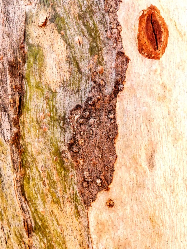Aussie Gum Tree Bark - 3 by Lexa Harpell