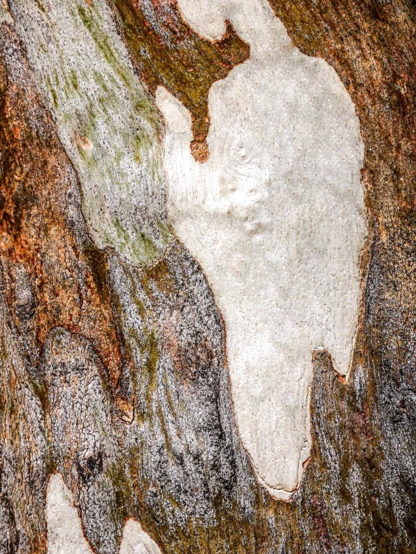 Ghost Gum Bark - 5 by Lexa Harpell