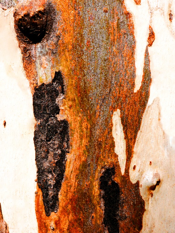 Aussie Gum Tree Bark - 23 by Lexa Harpell