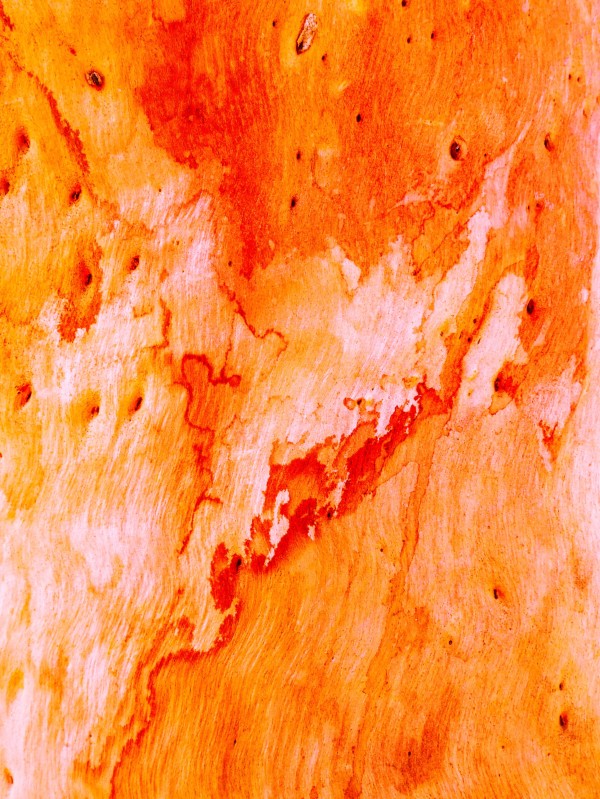 Salmon Bark Print