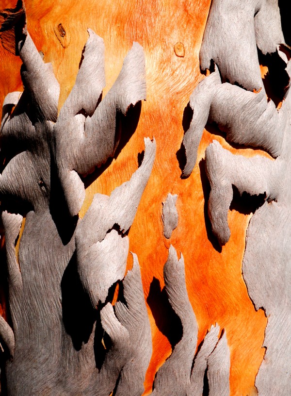Salmon Gum Tree Bark 6 by Lexa Harpell