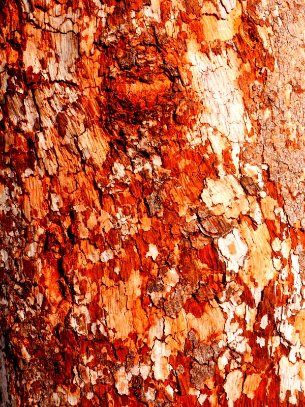 Aussie Gum Tree Bark - 15 by Lexa Harpell