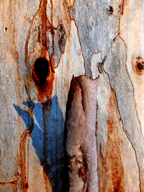 Murray Gum Tree Bark 5 by Lexa Harpell