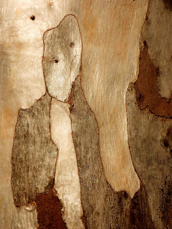 Murray Gum Tree Bark 6 by Lexa Harpell