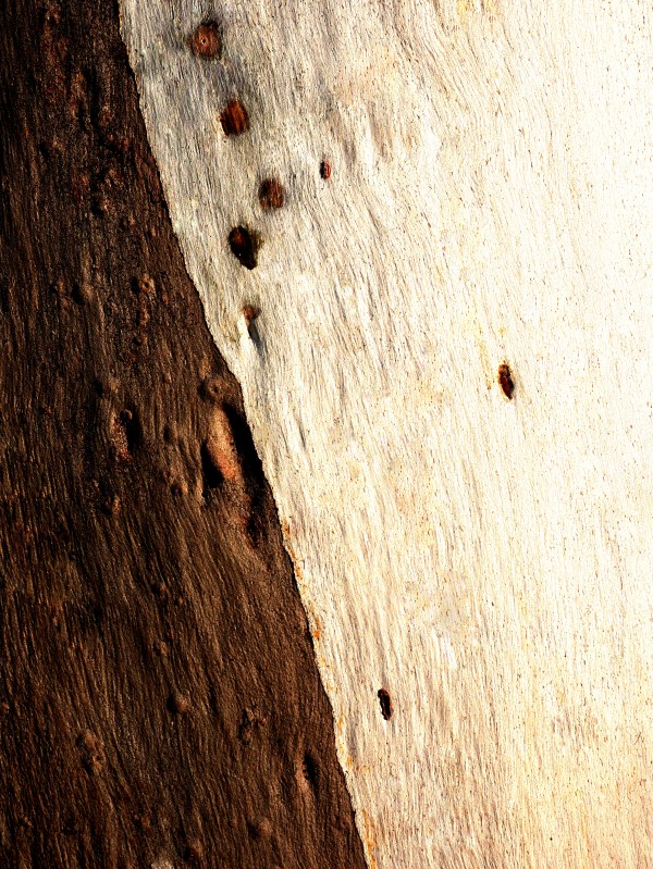 Murray Gum Tree Bark 15 by Lexa Harpell
