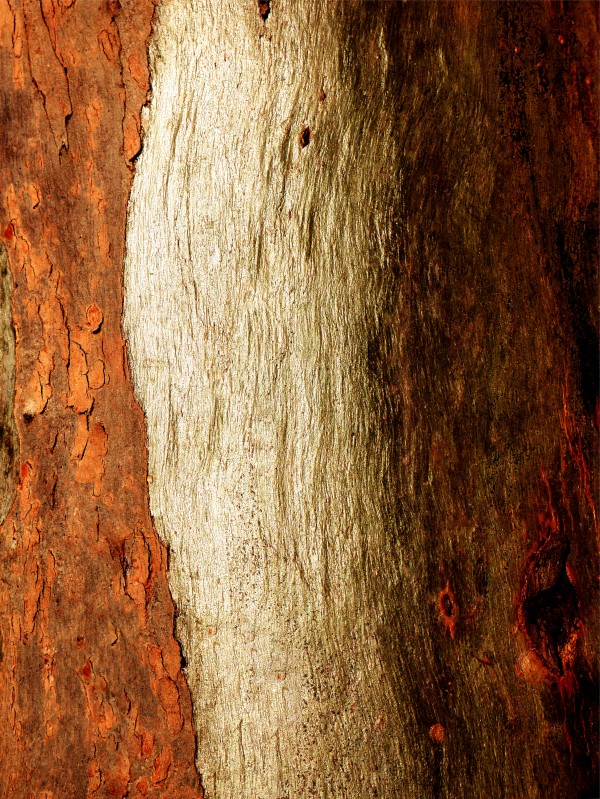 Murray Gum Tree Bark 17 by Lexa Harpell